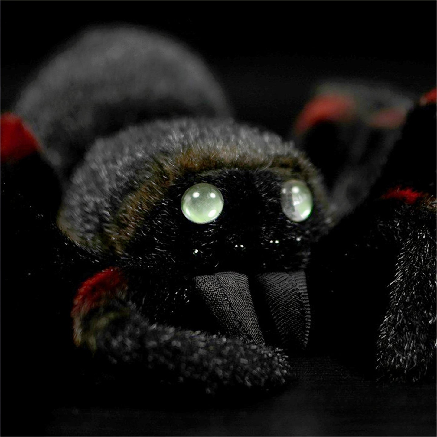 Realistic Tarantula Spider Plush