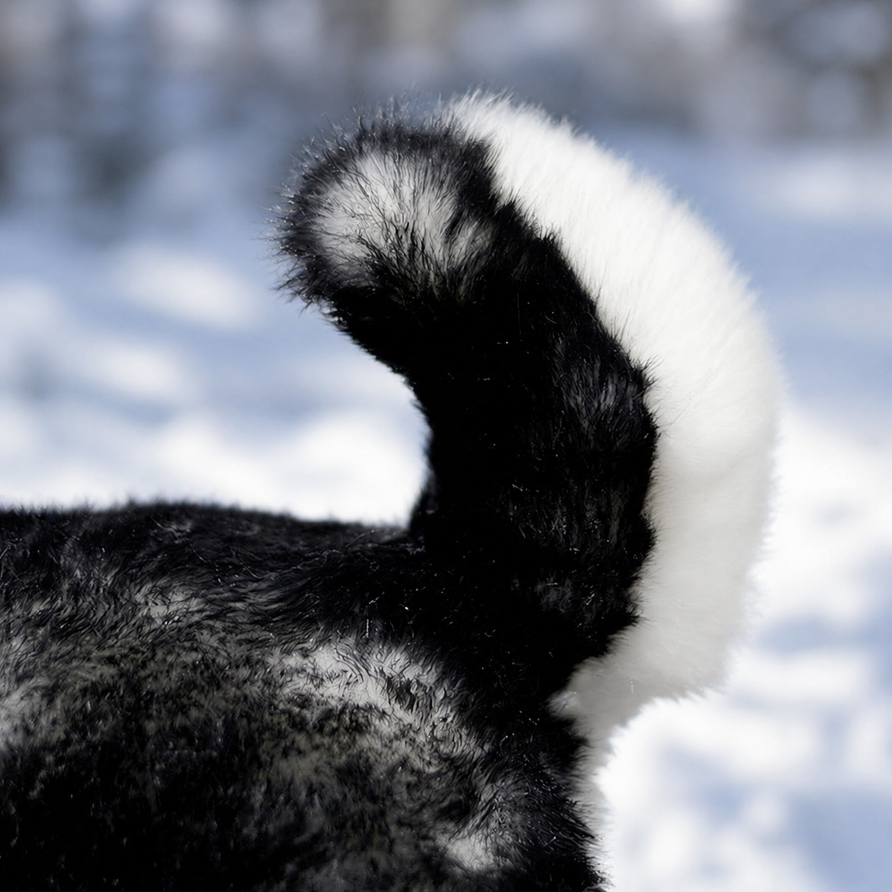 Realistic Husky Plush