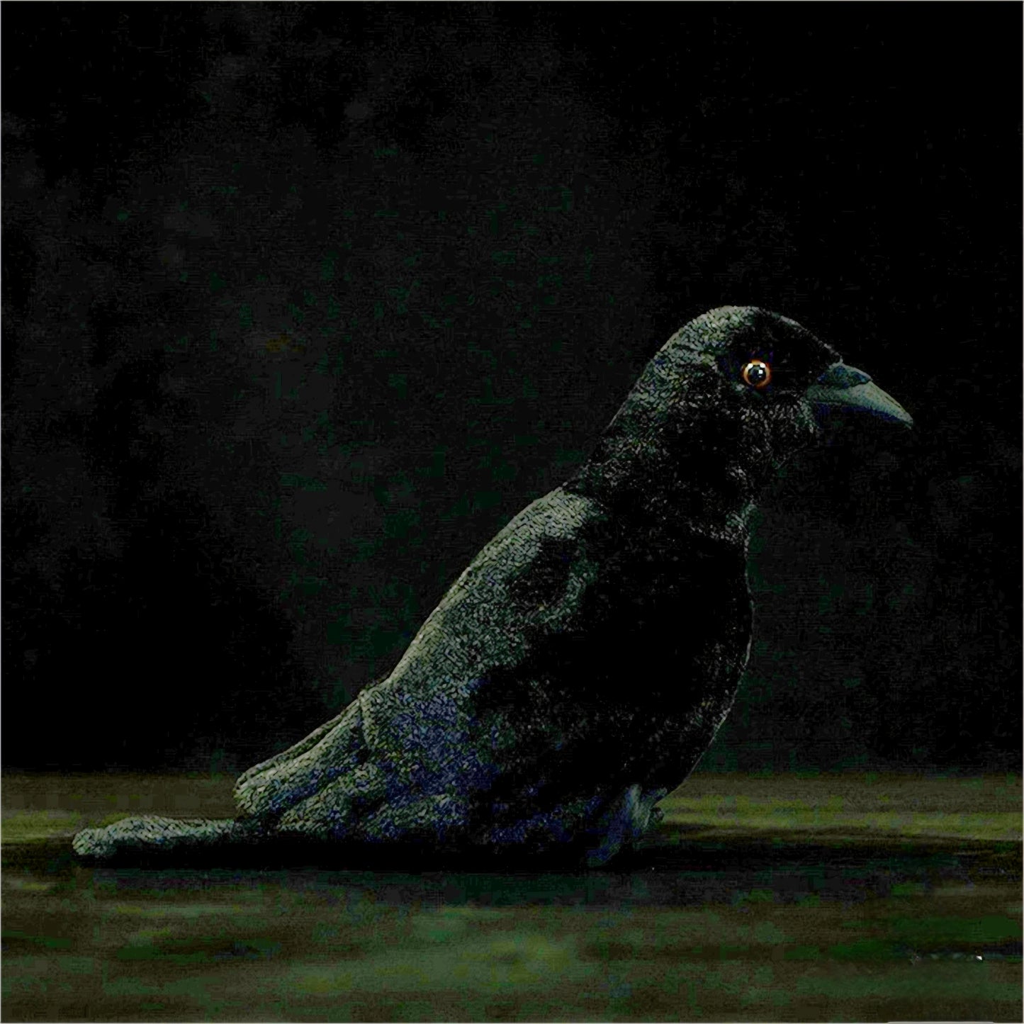 Realistic Crow Plush