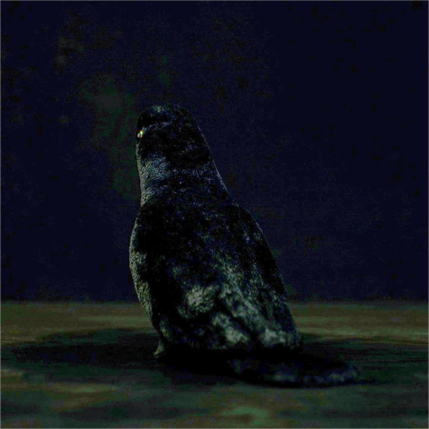 Realistic Crow Plush